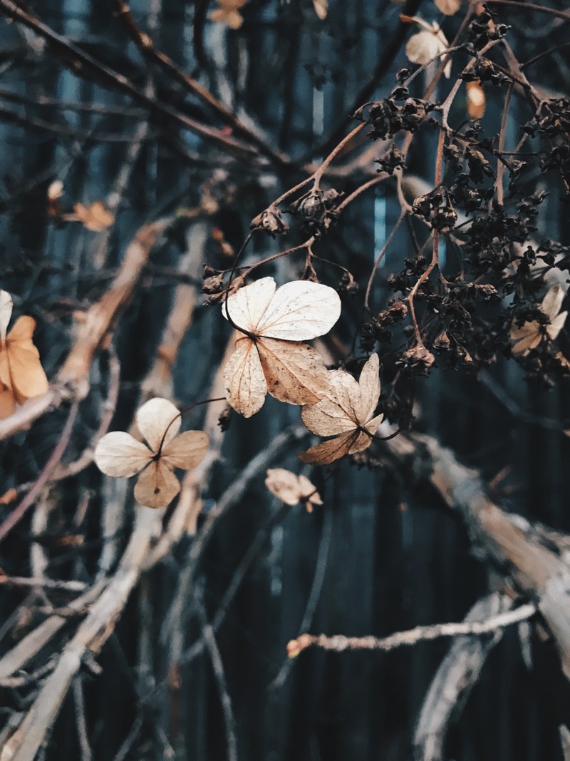 wooded bush branch and petal hd, 4k