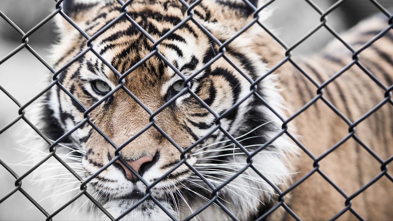 tiger, muzzle, fence, mesh, 4k
