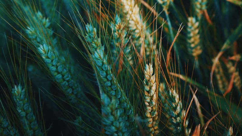 ear, field, nature, 4k
