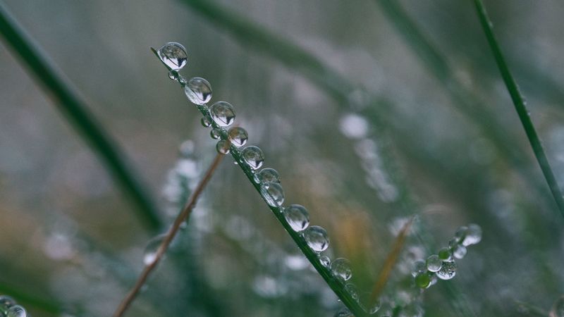 branch, drops, close-up, 4k