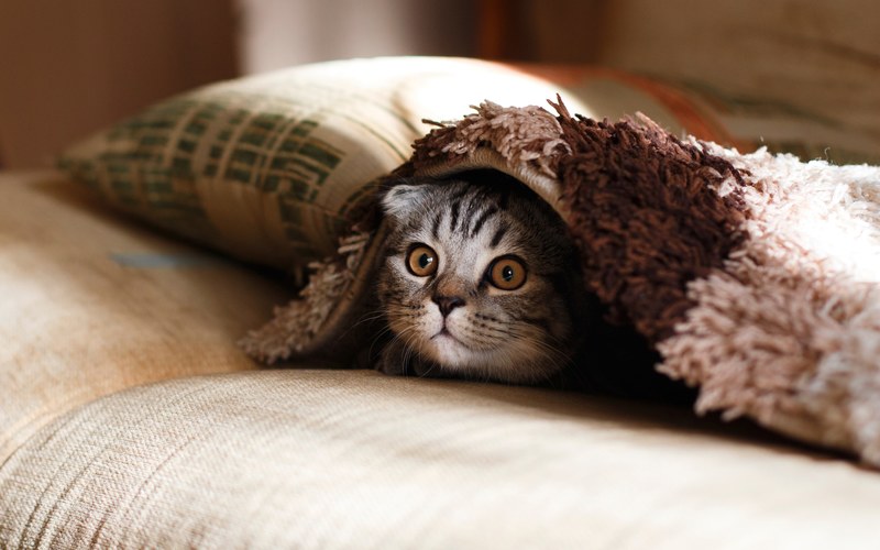 pet kitten cat face and peek 4k