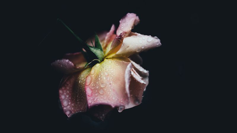 rose, drops, bud, petals, 4k