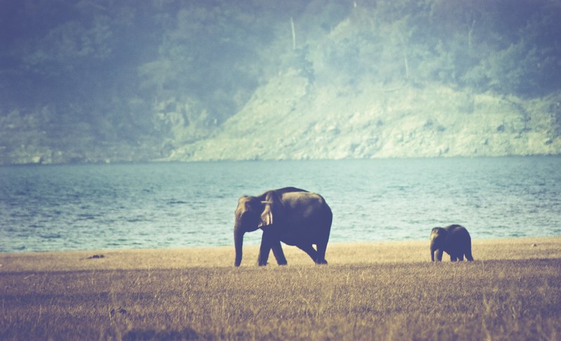 elephant elephant baby elephant family and forest 4k