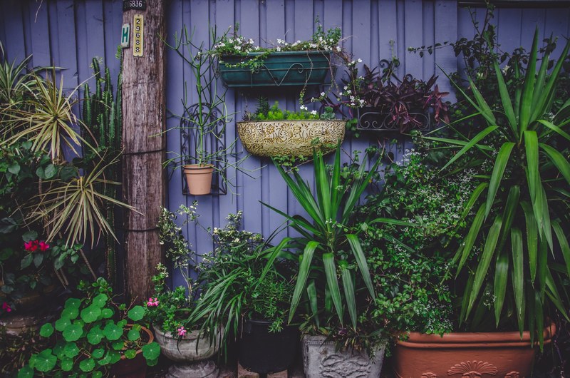 various green plants in flowerpots by a violet wall, back yard 4k