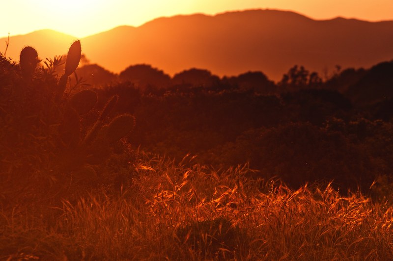 a red sunset over a hilly landscape covered with shrubs and cactuses, red dusk with cactuses 4k