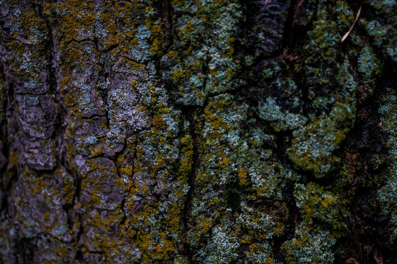 tree moss forest and texture 4k