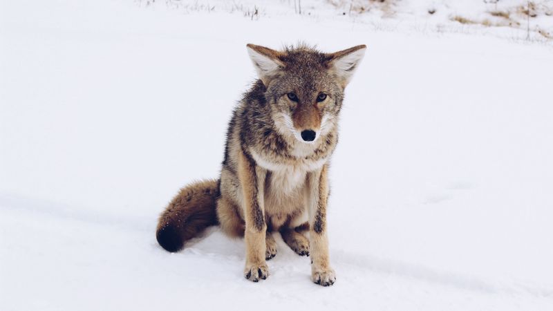 gray fox, snow, predator, 4k