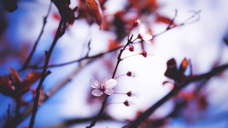 flowers, blooming, spring, branch, 4k