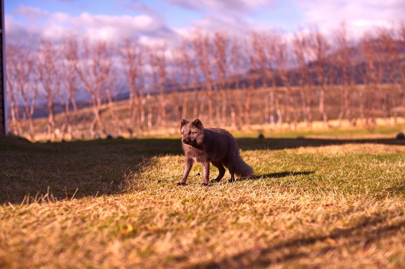 fox animal wild animal and tree 4k