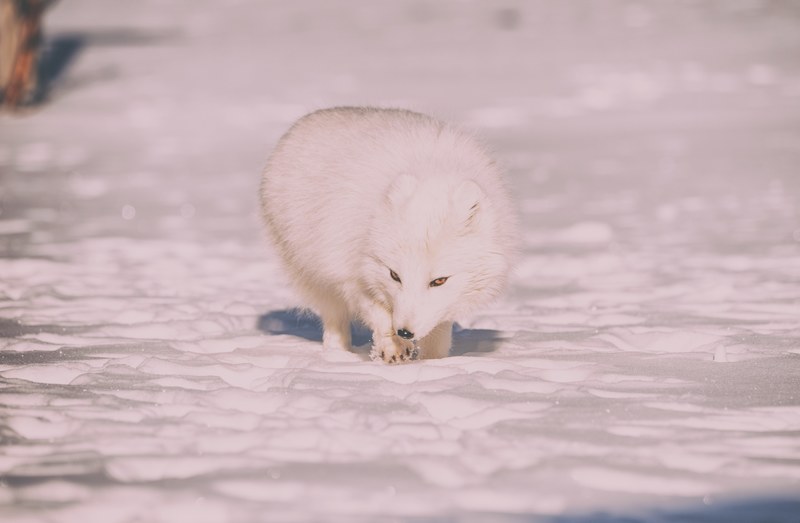 sniffing thru the snow 4k