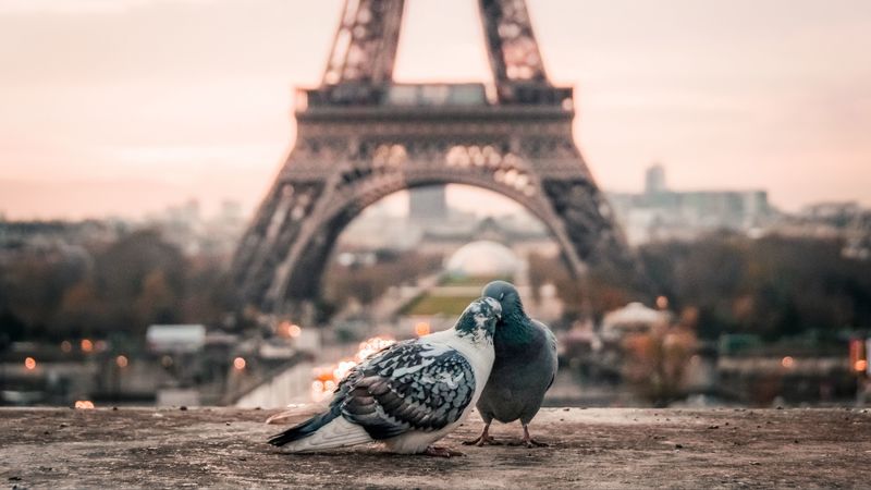 doves, couple, eiffel tower, 4k