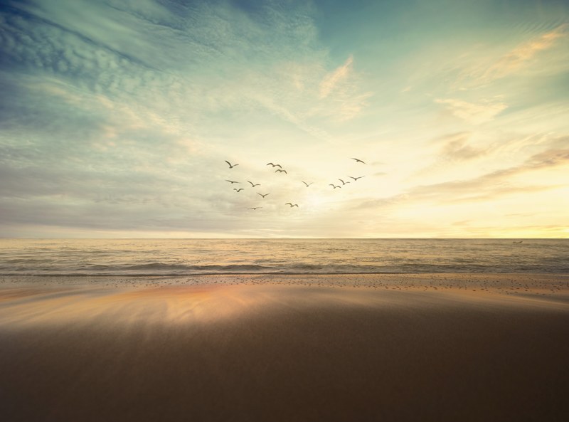 flock of birds flying into the sunset from the sandy beach in san diego, surf 4k