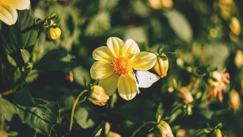 flowers, bloom, butterfly, 4k