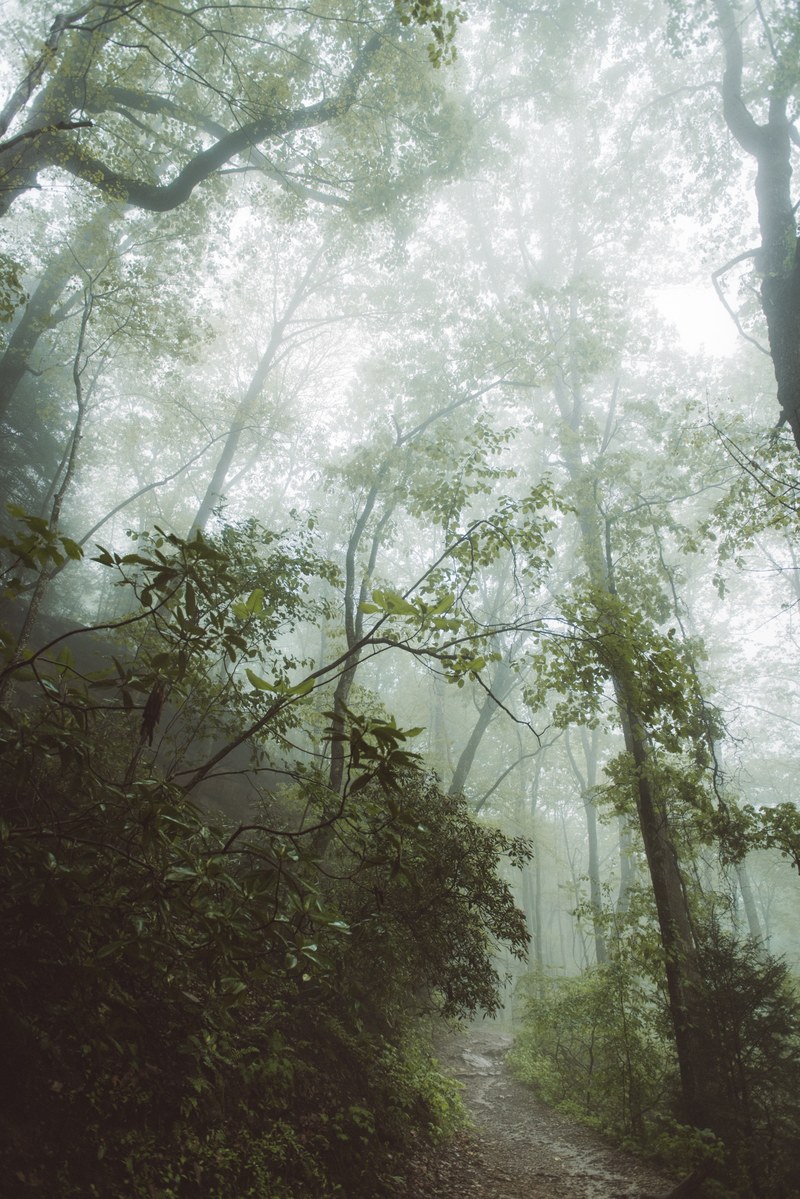 tree mood moody and raining hd, 4k