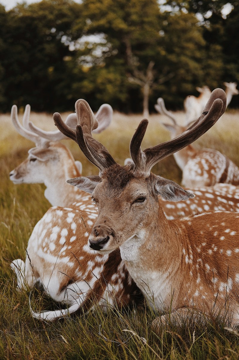 close up of a herd of deers sitting close to each other in grass, deer in richmond park 4k