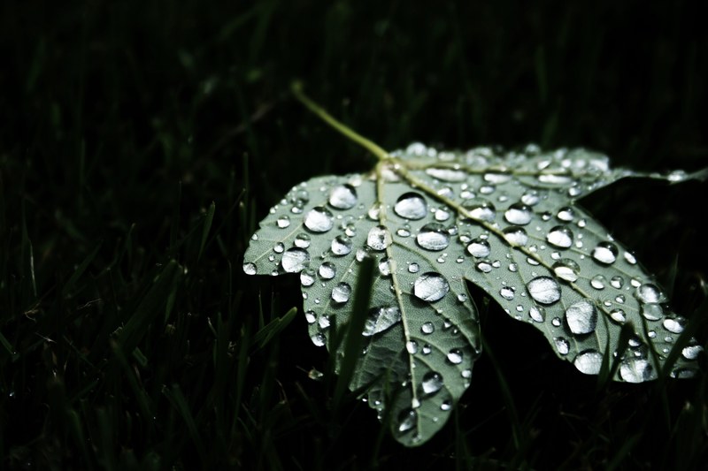 a macro shot of large round droplets of water on a green maple leaf, droplets on a maple leaf 4k