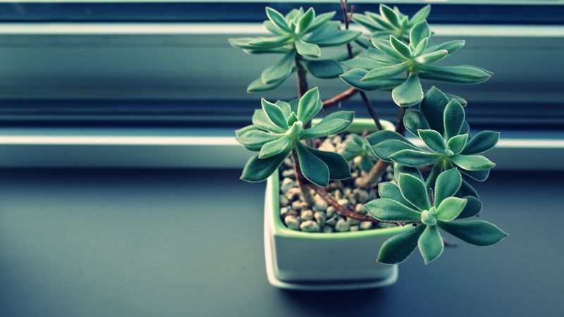 houseplant, pot, sill, 4k
