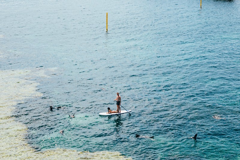 paddle board couple dolphin and board 4k