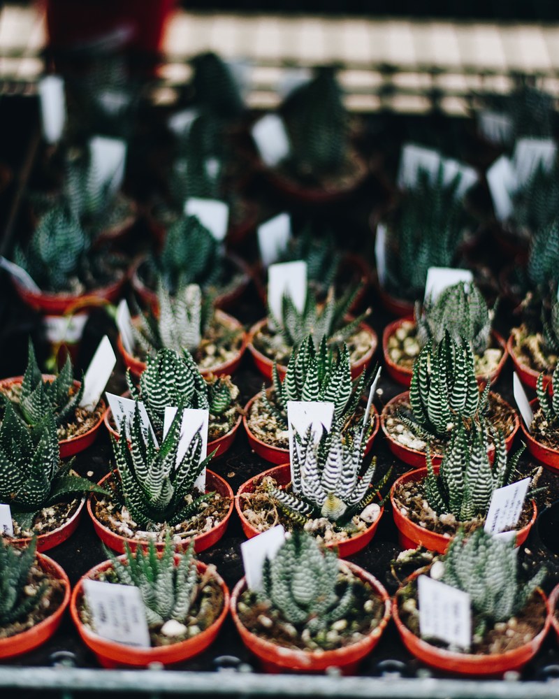 cactus succulent pot and planter hd, 4k
