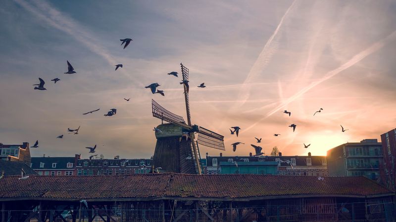 windmill, birds, buildings, sky, 4k