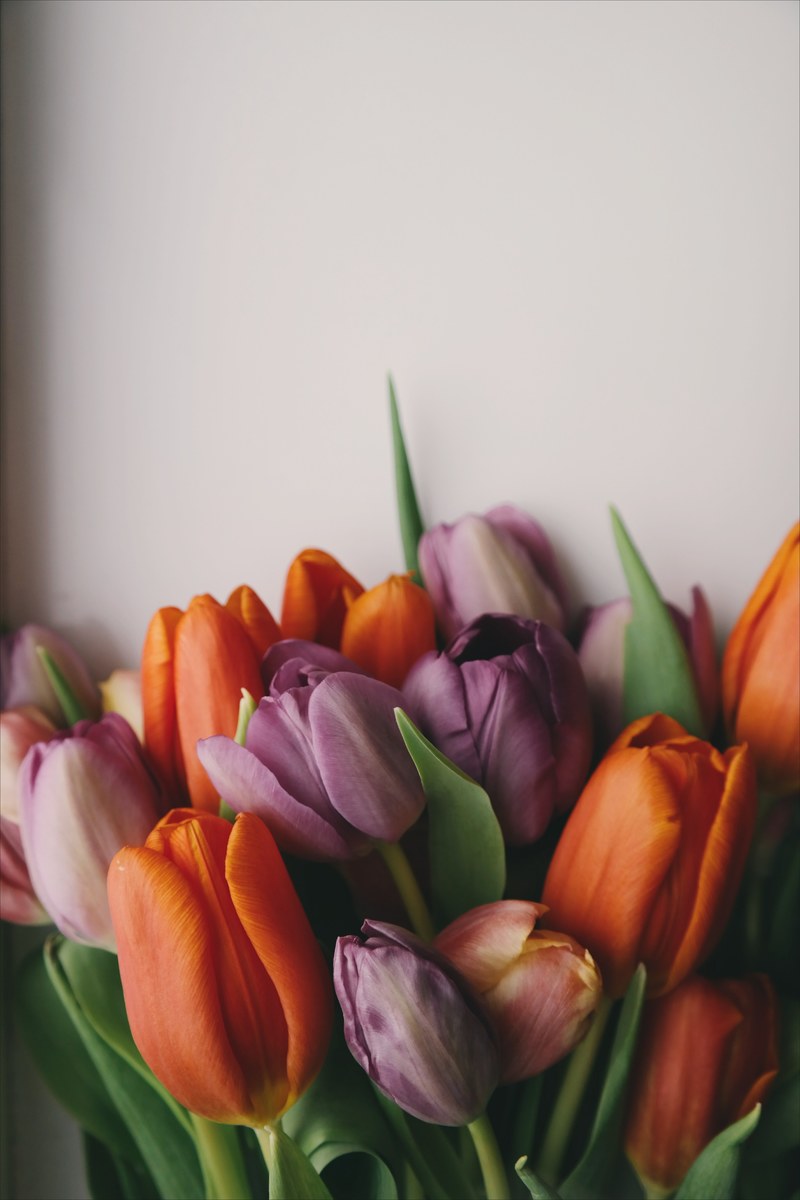 purple tulip portrait fresh tulip and fresh flower hd, 4k