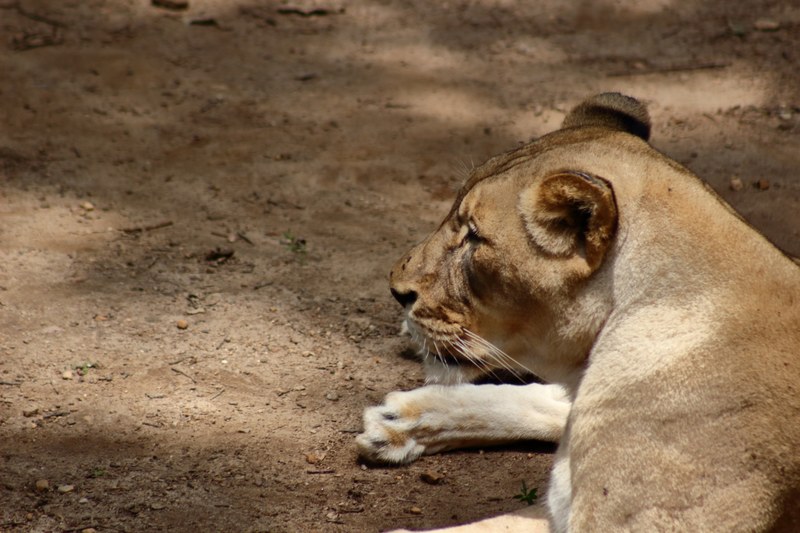 profile shot of lioness sitting down relaxing on dusty ground, old lioness 4k