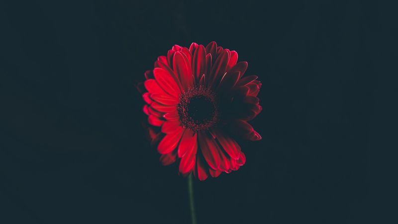 flower, red, stem, bud, black background, 4k