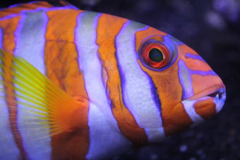 fish goldfish sea and aquarium 4k