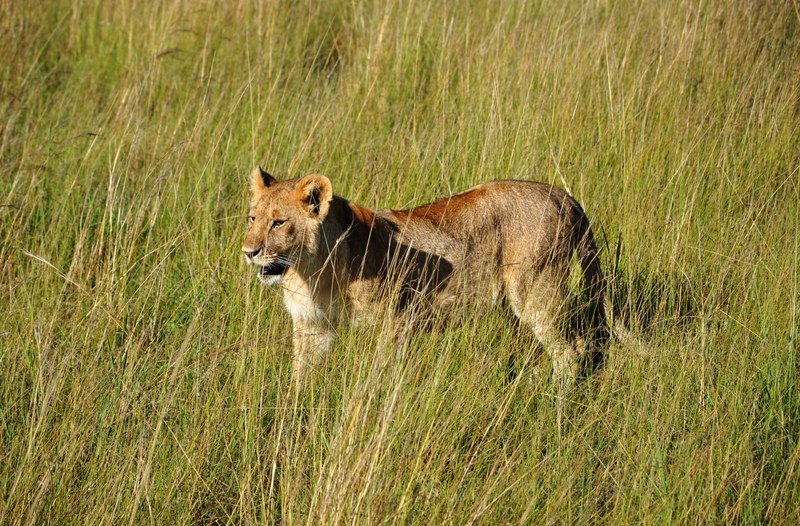 prince of the jungle 4k