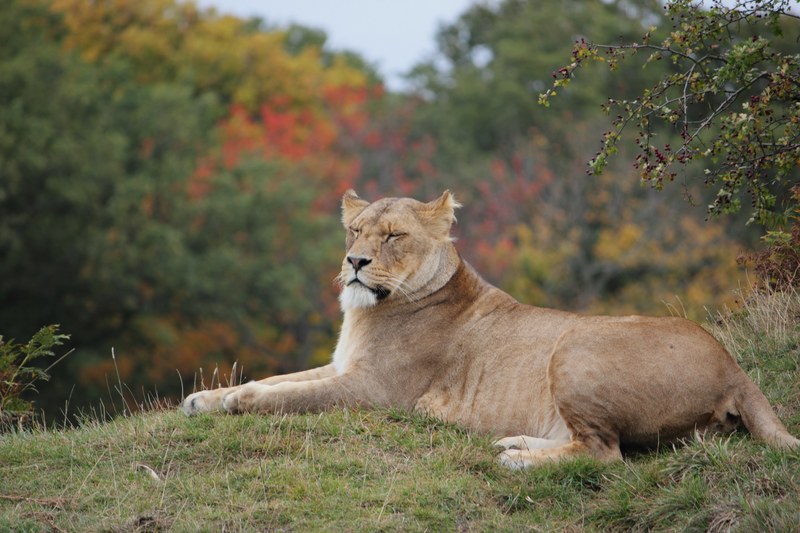 a female lion screws up its eyes while lying on top of a grassy hill, lioness snoozing lion 4k
