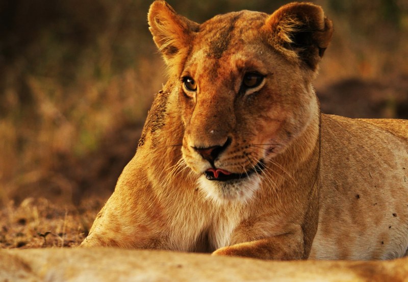 lioness wildlife safari and nature 4k