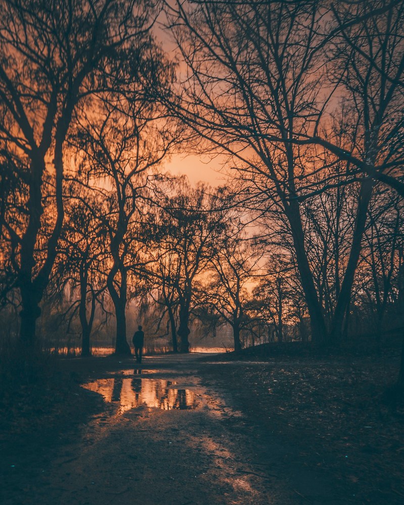 the sun sets over torontos high park as a man walks through the trees his silhouette reflecting upon a puddle, lost in the wild 4k