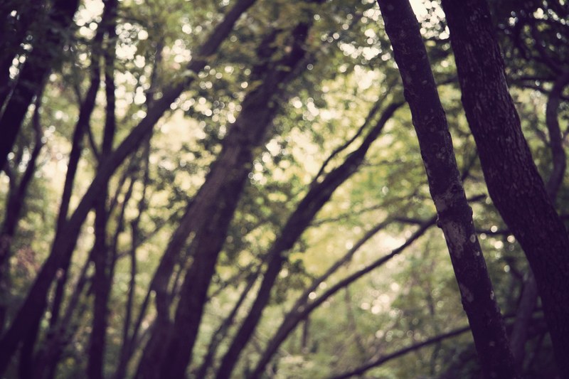 tree trunks and thick branches blending into the blurry canopy in the background, fuzzy trunks and branches 4k