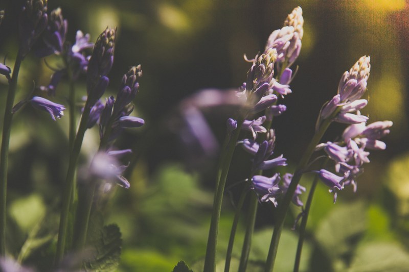 a fuzzy shot of a patch of lavender flowers, sweet scent of lavender 4k