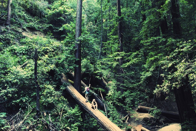 people hiking across a fallen log surrounded by green trees in muir woods, dont look down 4k