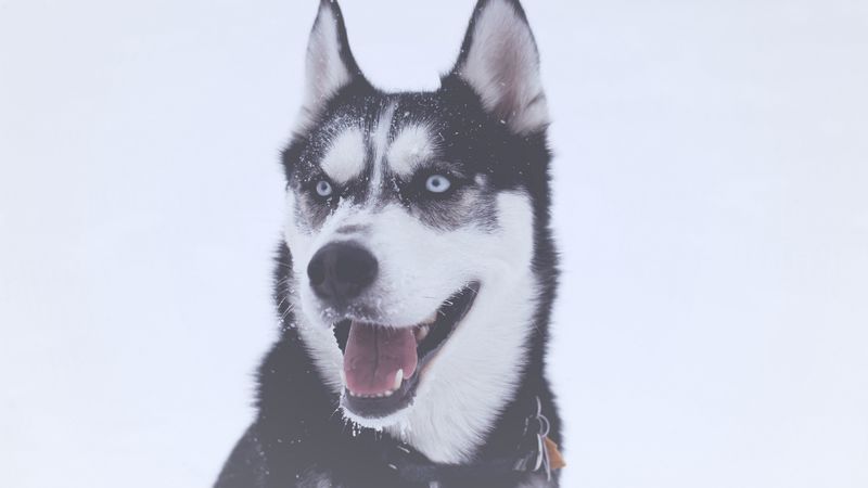 husky, dog, muzzle, blue-eyed, 4k