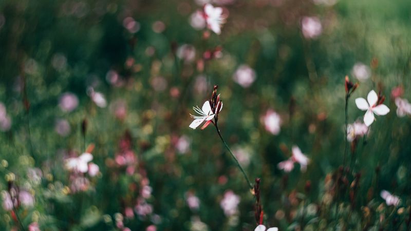 flowers, field, blurred, 4k