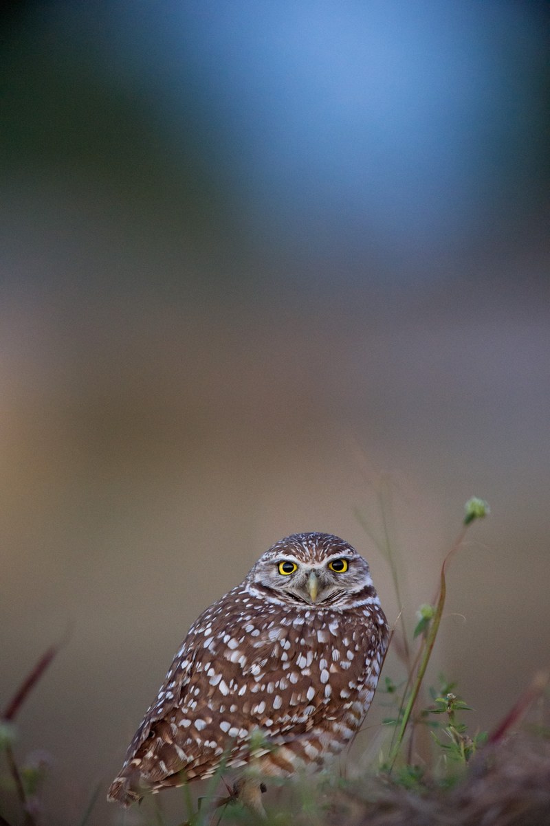 burrowing owl at dusk 4k