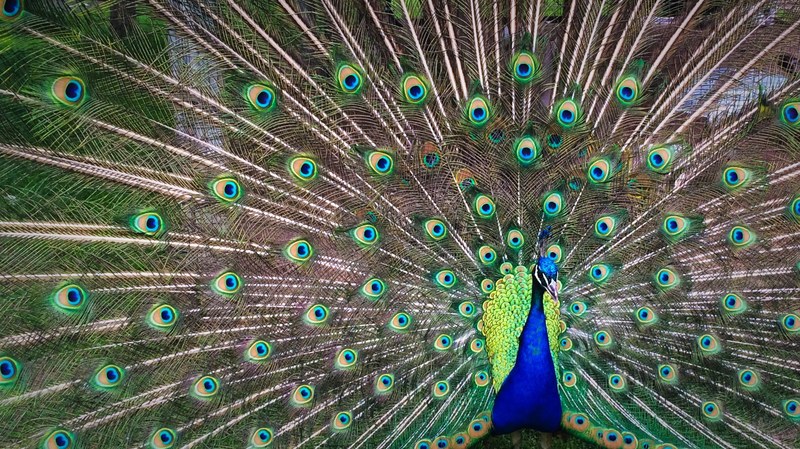peacock bird feather and plummage 4k