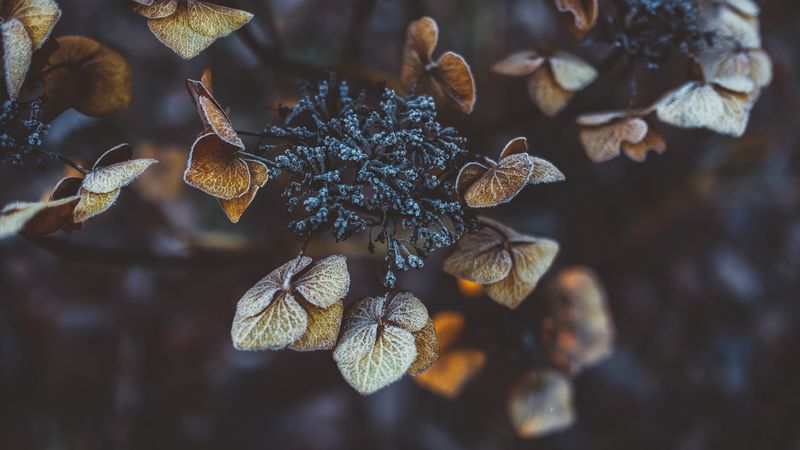 plant, leaves, dry, frost, 4k