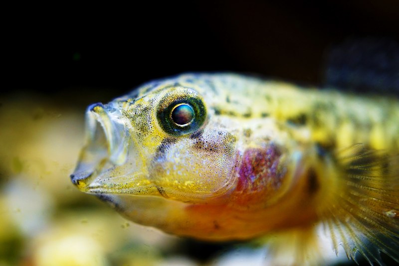 fish eye mouth and fin 4k