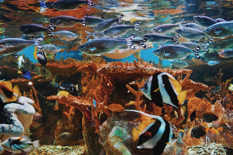 underwater coral fish and marine life 4k
