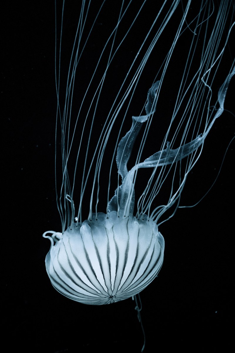 jellyfish bioluminescence underwater and water hd, 4k