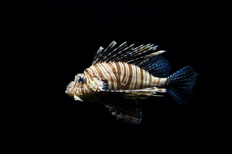 fish ocean lionfish and striped fish 4k