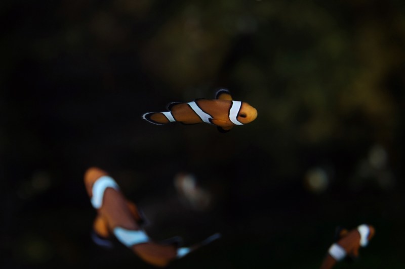 swim fish clown fish and nemo 4k