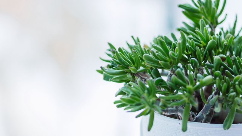 houseplant, pot, twigs, 4k