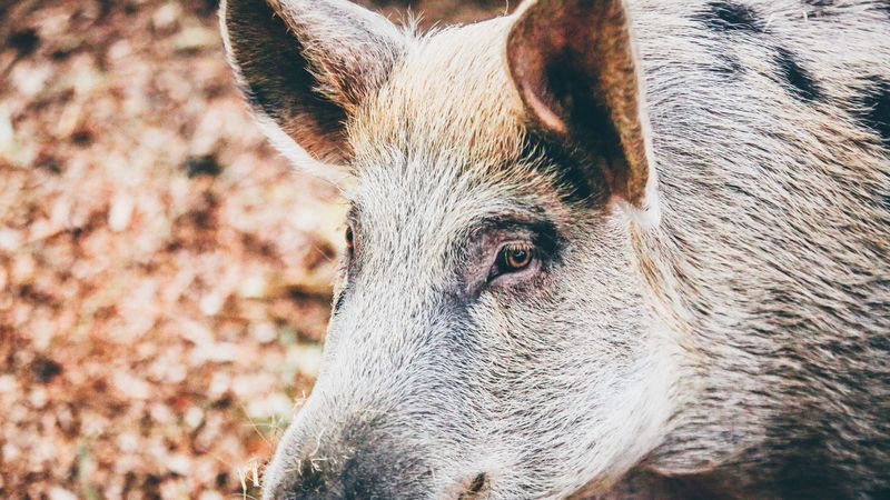 wild pig, muzzle, eyes, 4k