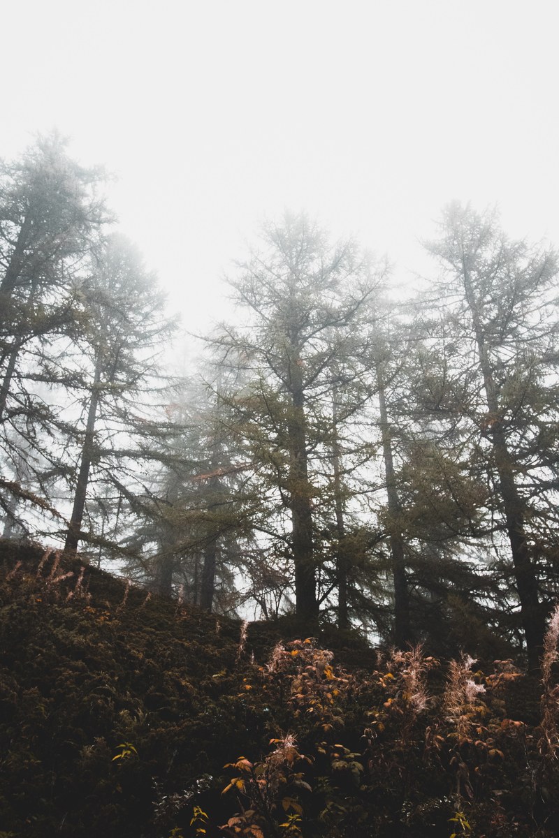 tree forest woodland and mist hd, 4k