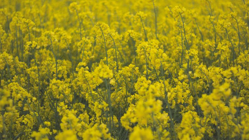 flowers, field, yellow, plants, 4k