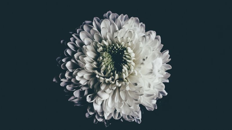 aster, white, flower, bud, 4k